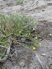Ericameria discoidea