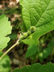 Celticecis celtiphyllia