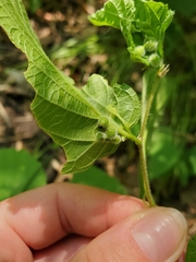Celticecis celtiphyllia