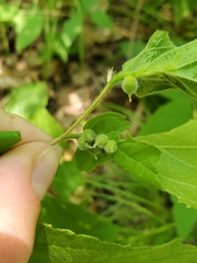 Celticecis celtiphyllia