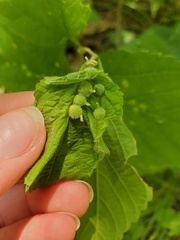 Celticecis celtiphyllia