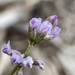 Pretty Milkvetch - Photo (c) Matt Berger, some rights reserved (CC BY), uploaded by Matt Berger