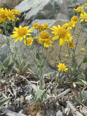 Arnica chamissonis