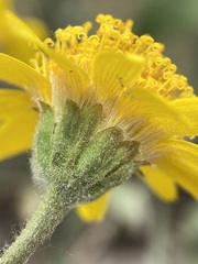 Arnica chamissonis