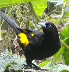 Cacicus chrysonotus
