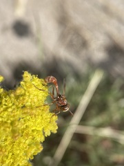 Physocephala marginata