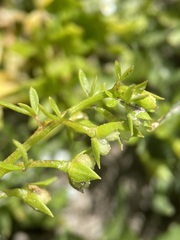 Floerkea proserpinacoides