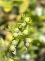 Floerkea proserpinacoides