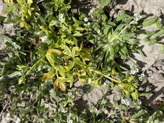 Floerkea proserpinacoides