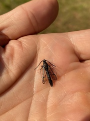 Synanthedon pictipes