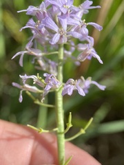 Thelypodium paniculatum