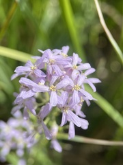 Thelypodium paniculatum