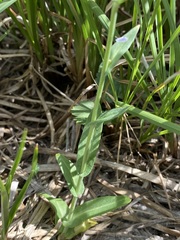 Thelypodium paniculatum