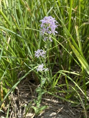 Thelypodium paniculatum