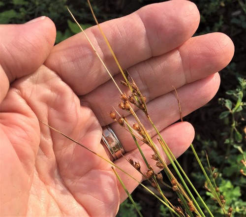 Image of Juncus dudleyi by no rights reserved