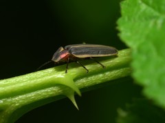 Pyractomena angulata