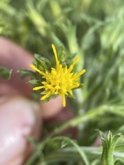 Ericameria discoidea