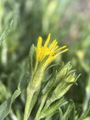 Ericameria discoidea