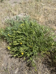Ericameria discoidea