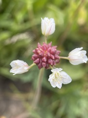 Allium geyeri tenerum