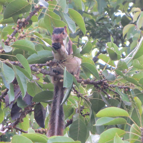 Sri Lankan Giant Squirrel