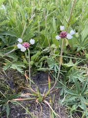 Allium geyeri tenerum