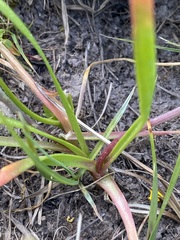 Allium geyeri tenerum