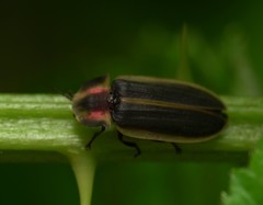 Pyractomena angulata