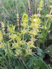 Cruciata laevipes