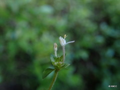 Otiophora pauciflora