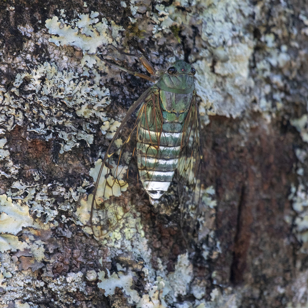Ottugia cyanea