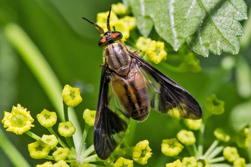 Chrysops moechus Osten Sacken, 1875