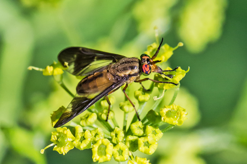 Adulterous Deer Fly photo 2