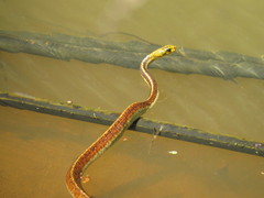 Chironius spixii