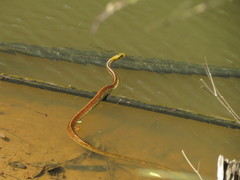 Chironius spixii