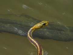Chironius spixii