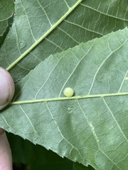 Caryomyia cilidolium