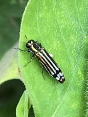 Agrilus catherinae