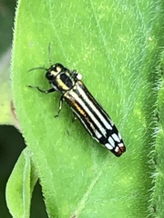 Agrilus catherinae