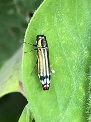 Agrilus catherinae