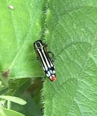 Agrilus catherinae