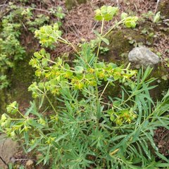 Euphorbia esuliformis
