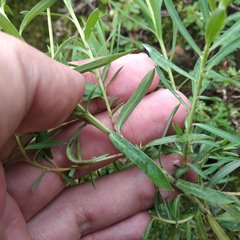 Euphorbia esuliformis
