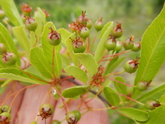 Pyracantha fortuneana
