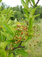 Pyracantha fortuneana