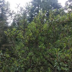 Comarostaphylis discolor