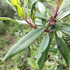 Comarostaphylis discolor