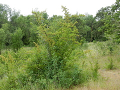 Pyracantha fortuneana
