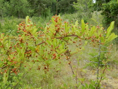 Pyracantha fortuneana