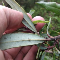 Comarostaphylis discolor